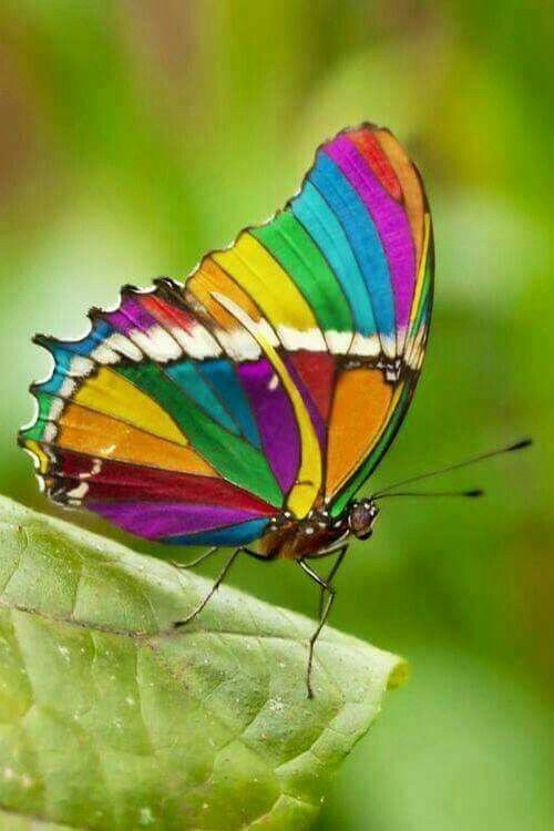 ¨Papillon multicolore