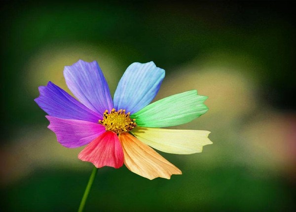 Fleurs de l'arc-en-ciel Photo Stock - Alamy