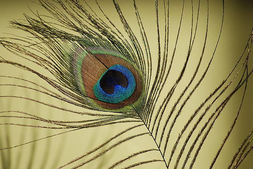 Plume de paon