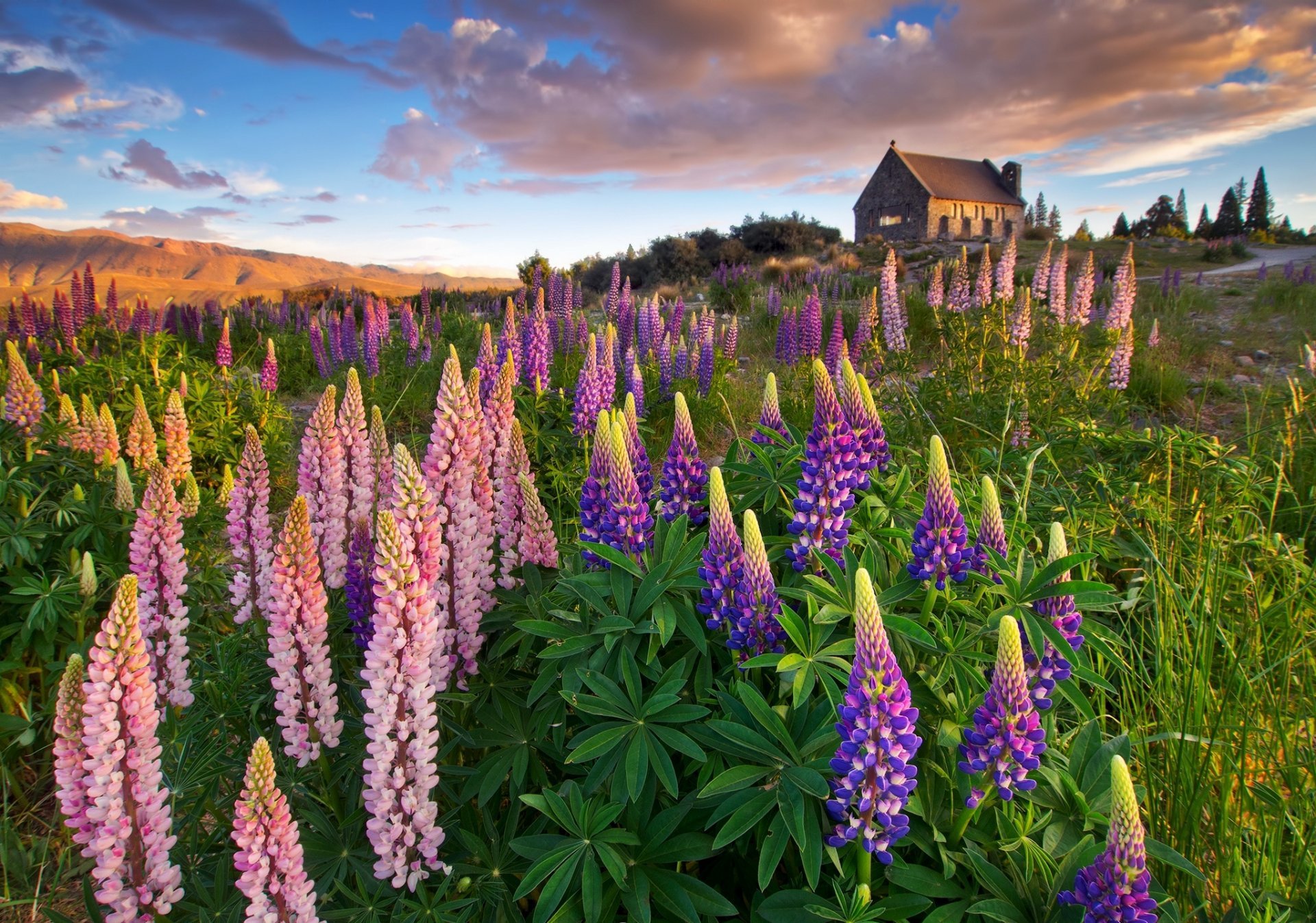 Lupins