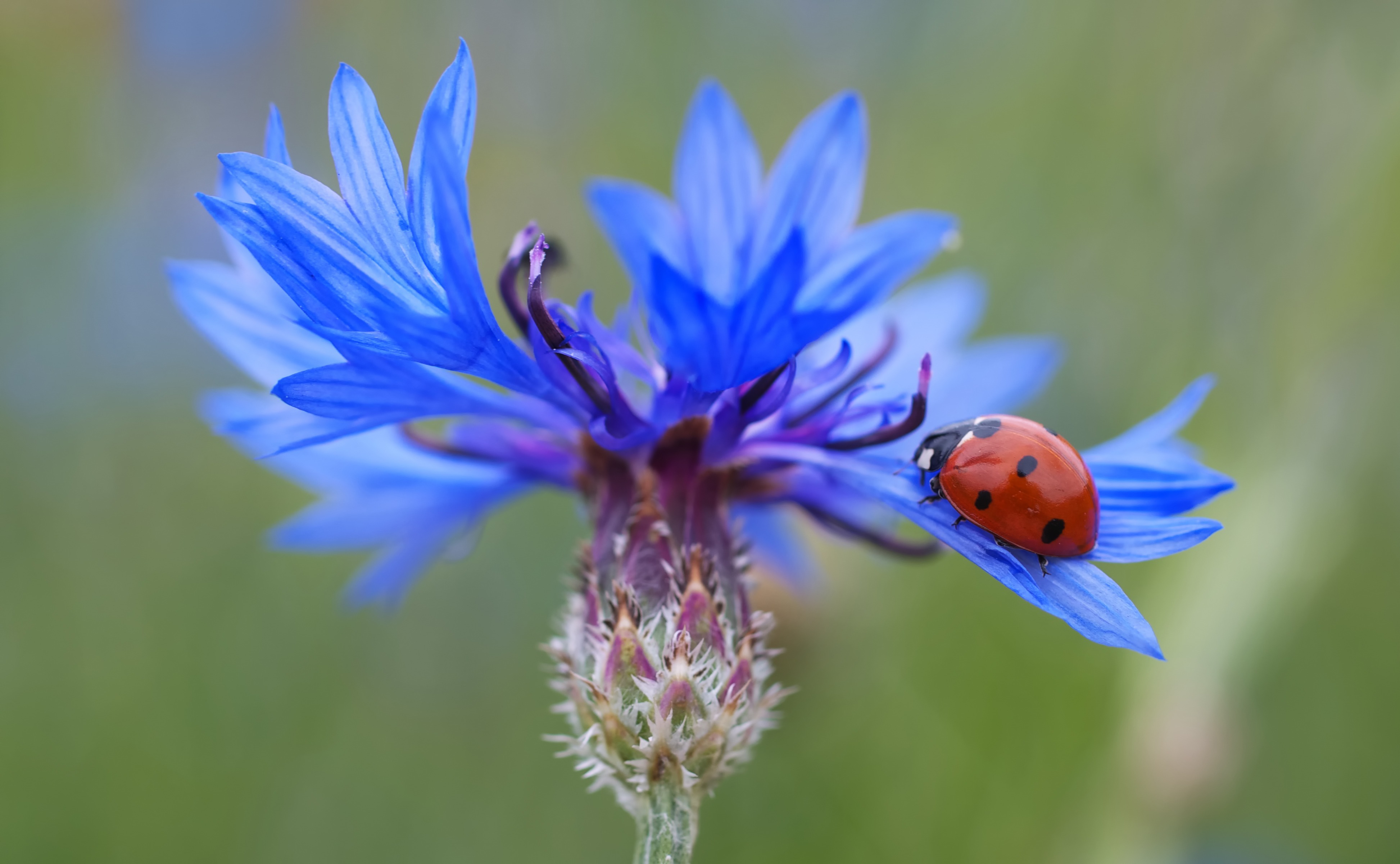 Coccinelle