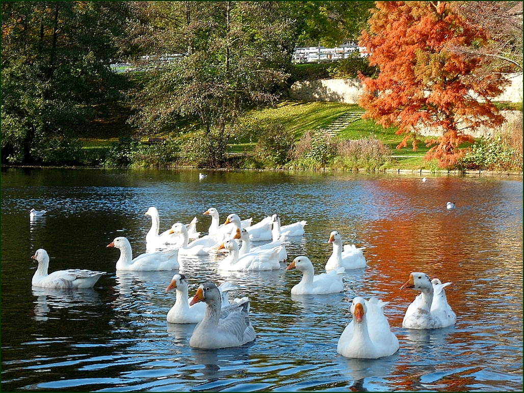 Lac Des Cygnes