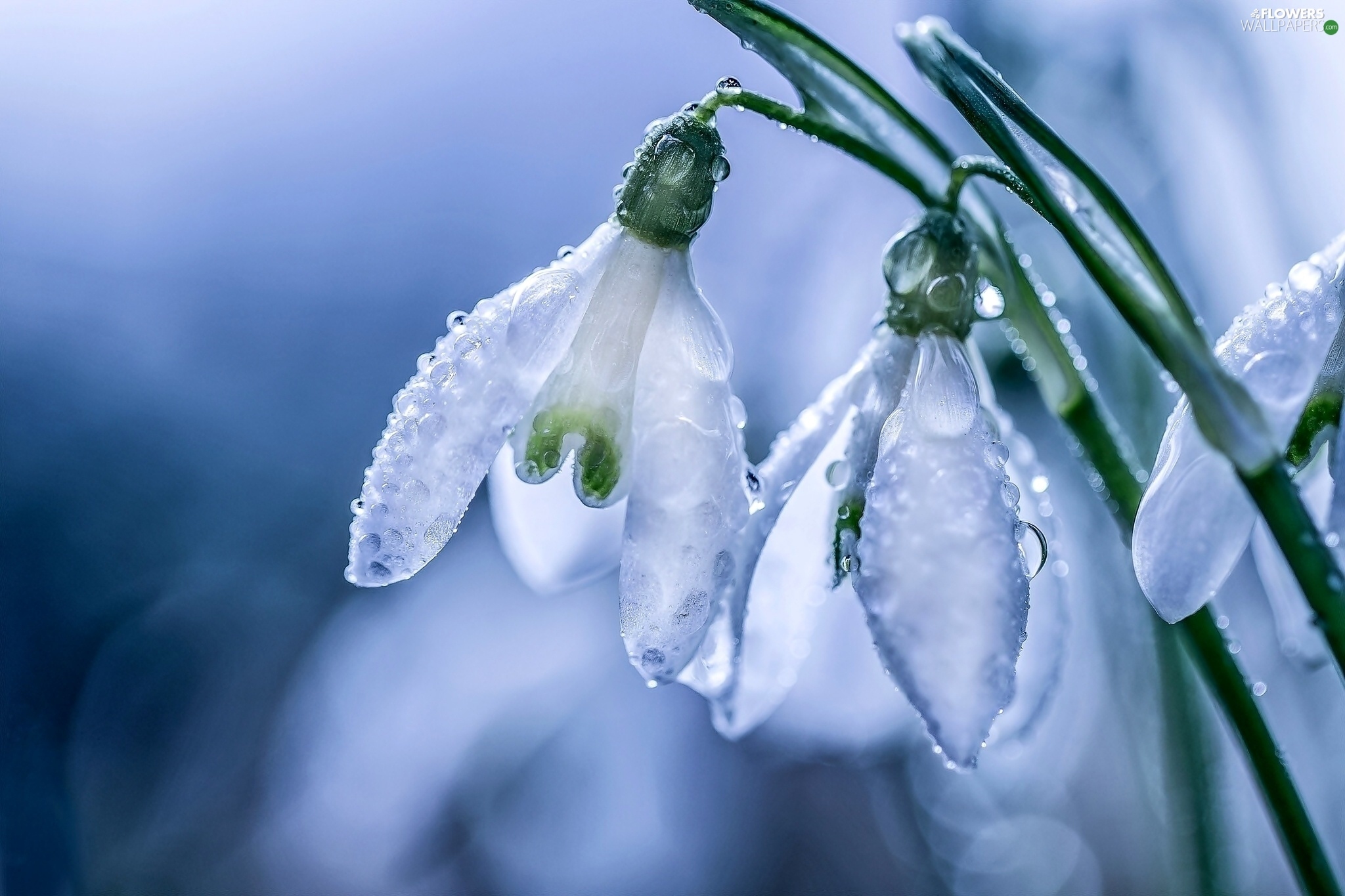 Perce neige