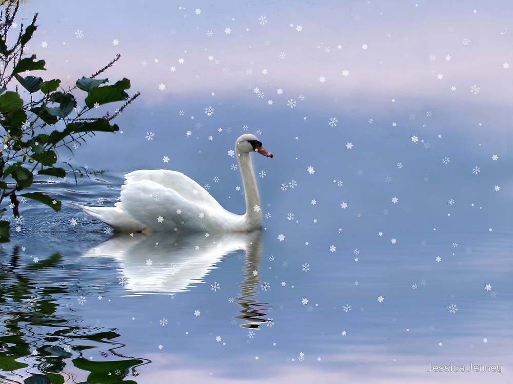 Un cygne en hiver