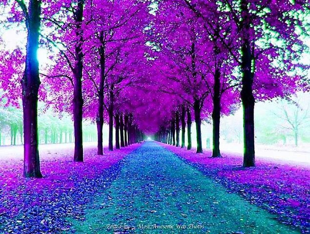 Chemin fleuri