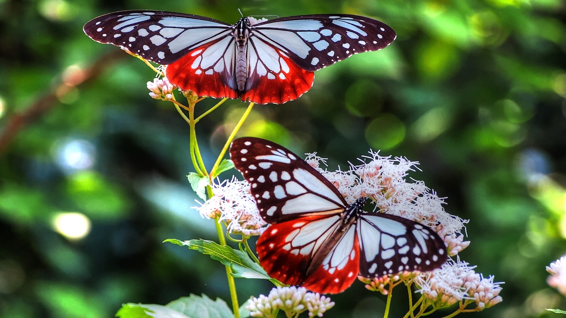 papillons