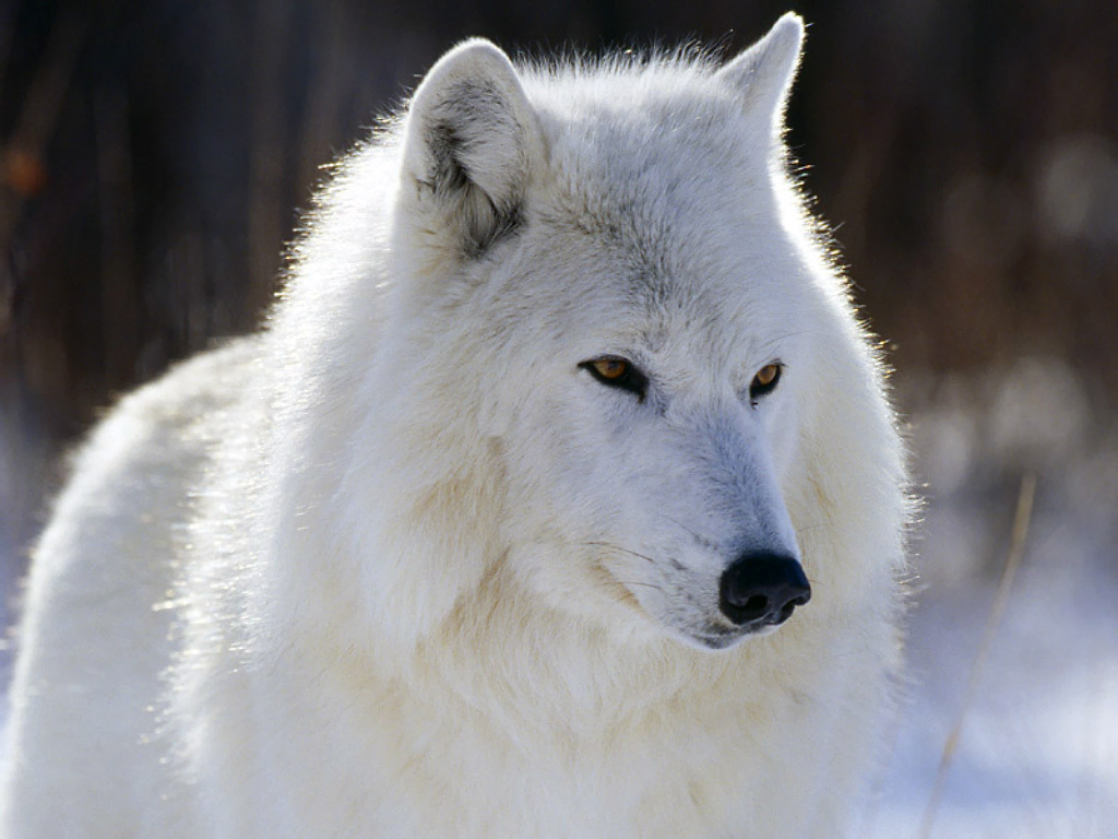 Connu comme le loup blanc