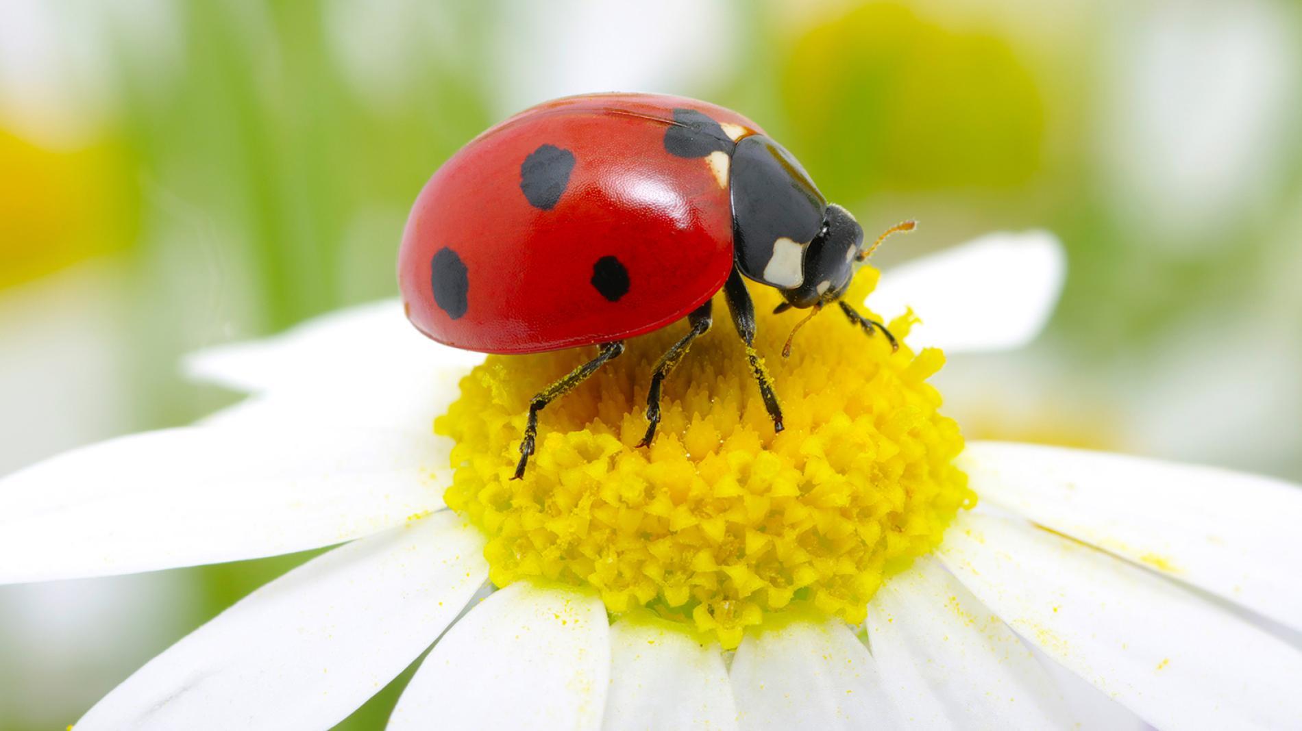 coccinelle