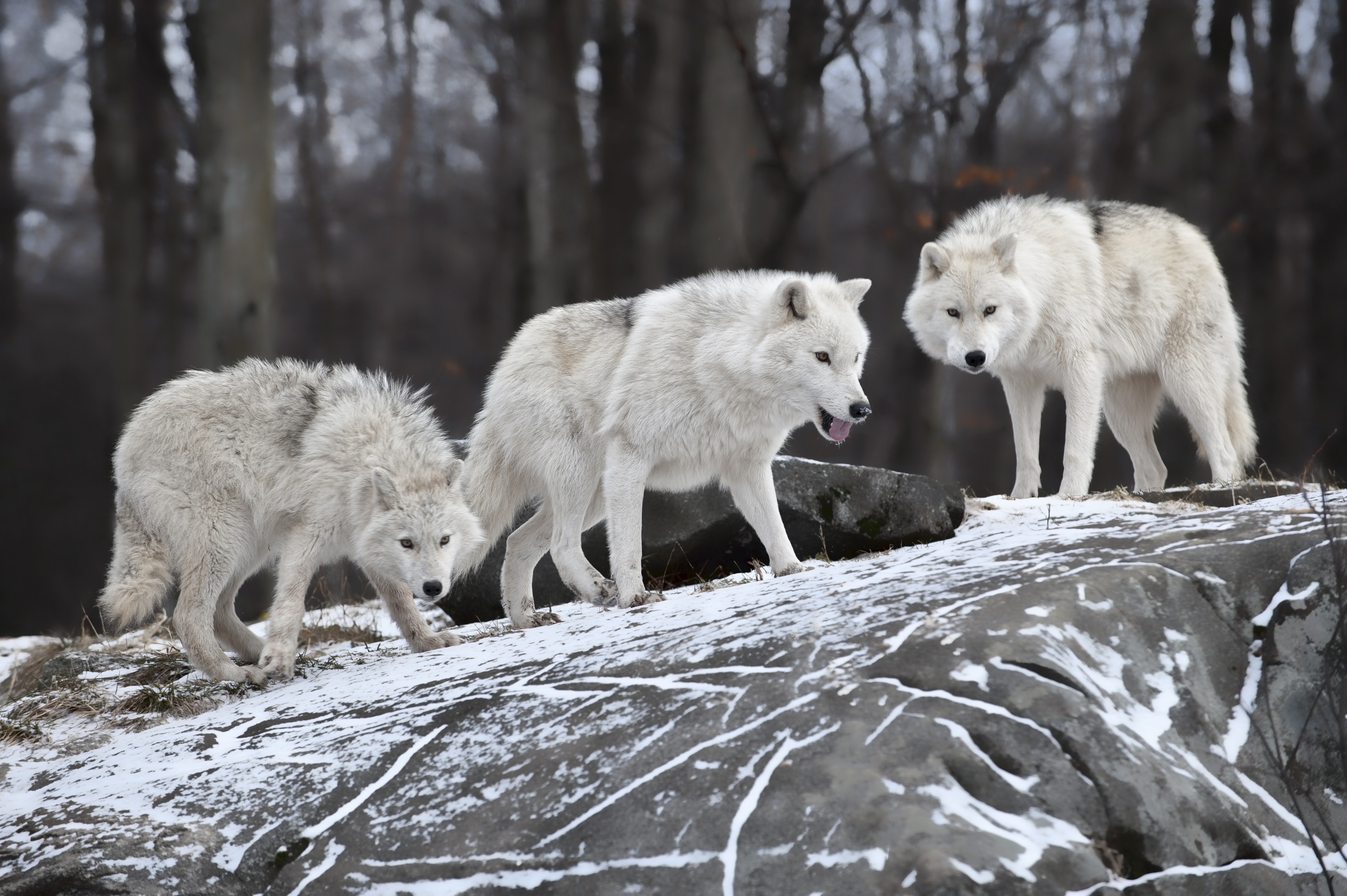 loups