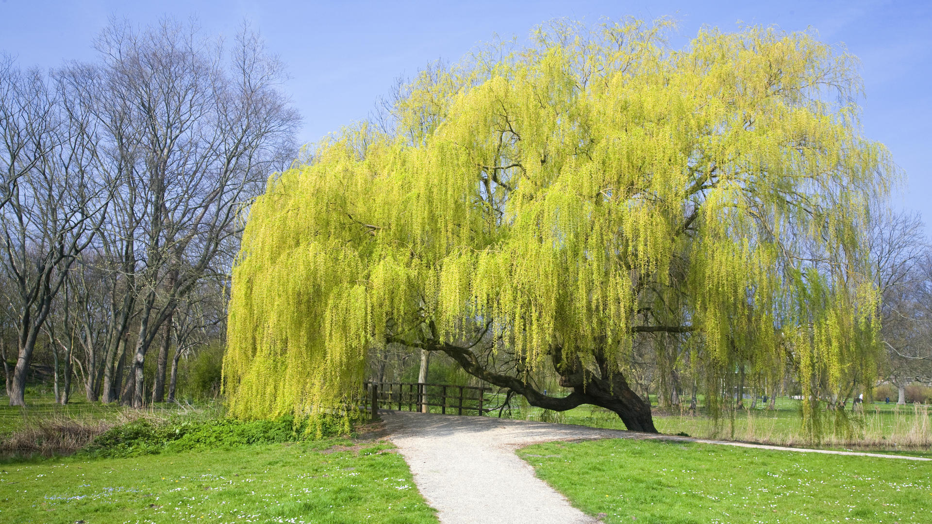 saule sirds saule sirds