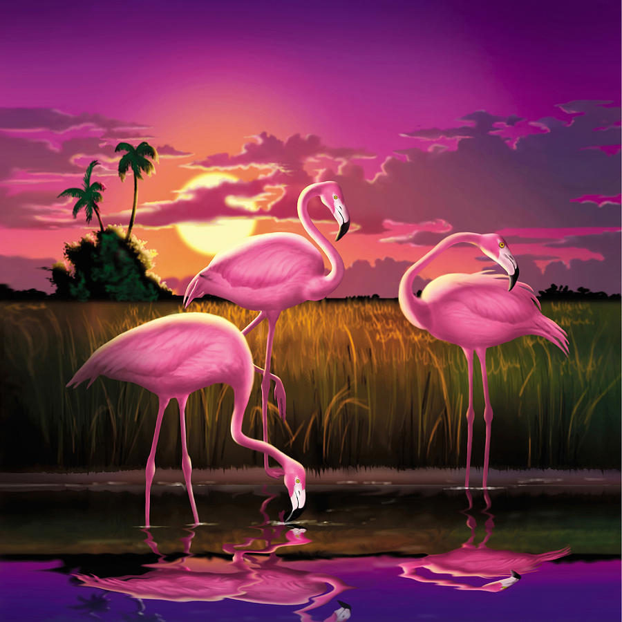 Flamants Roses