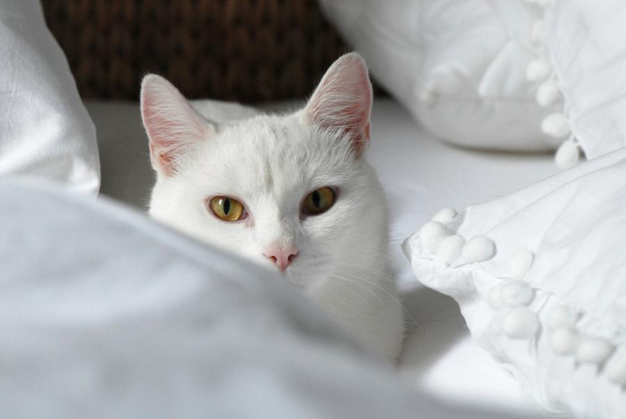 Après Tout Ce Blanc Vient Le Vert