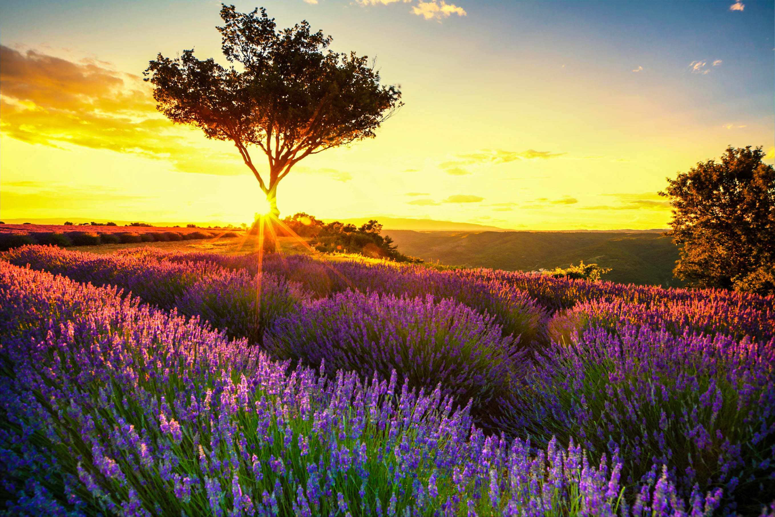 Toile de fond Lavande Coucher Soleil Champ Floral Photographie GQ4-32