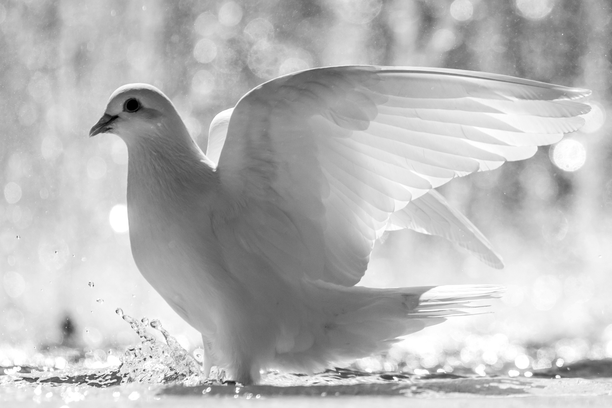 La Blanche Colombe