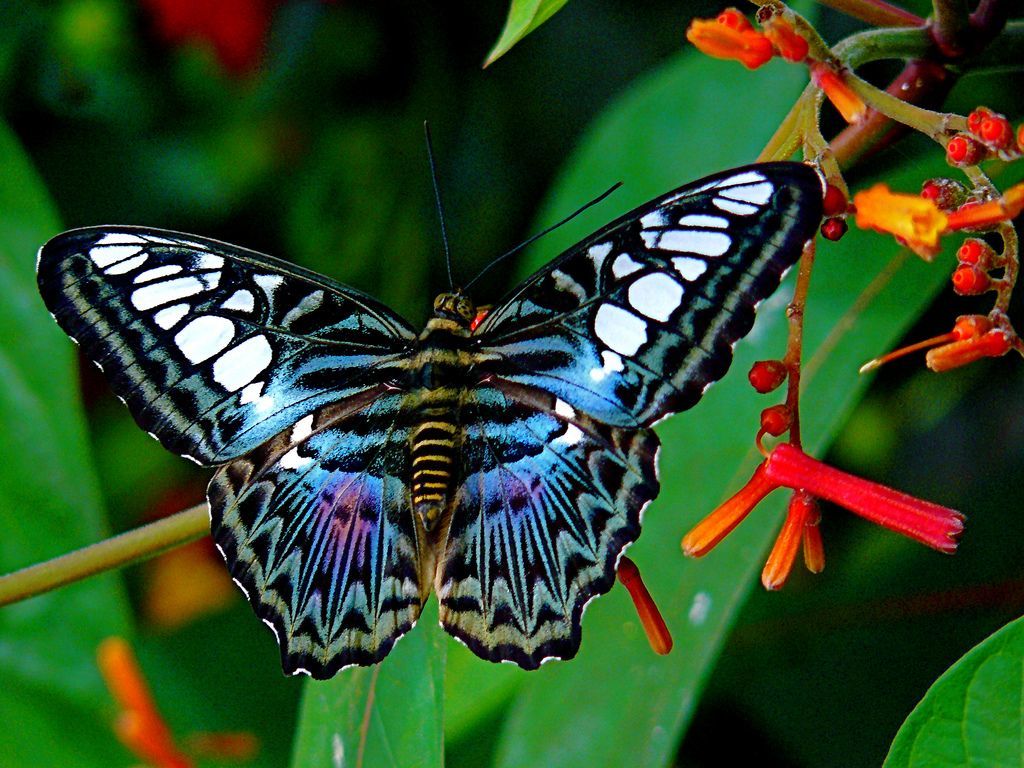 most-unusual-and-beautiful-butterflies-youtube