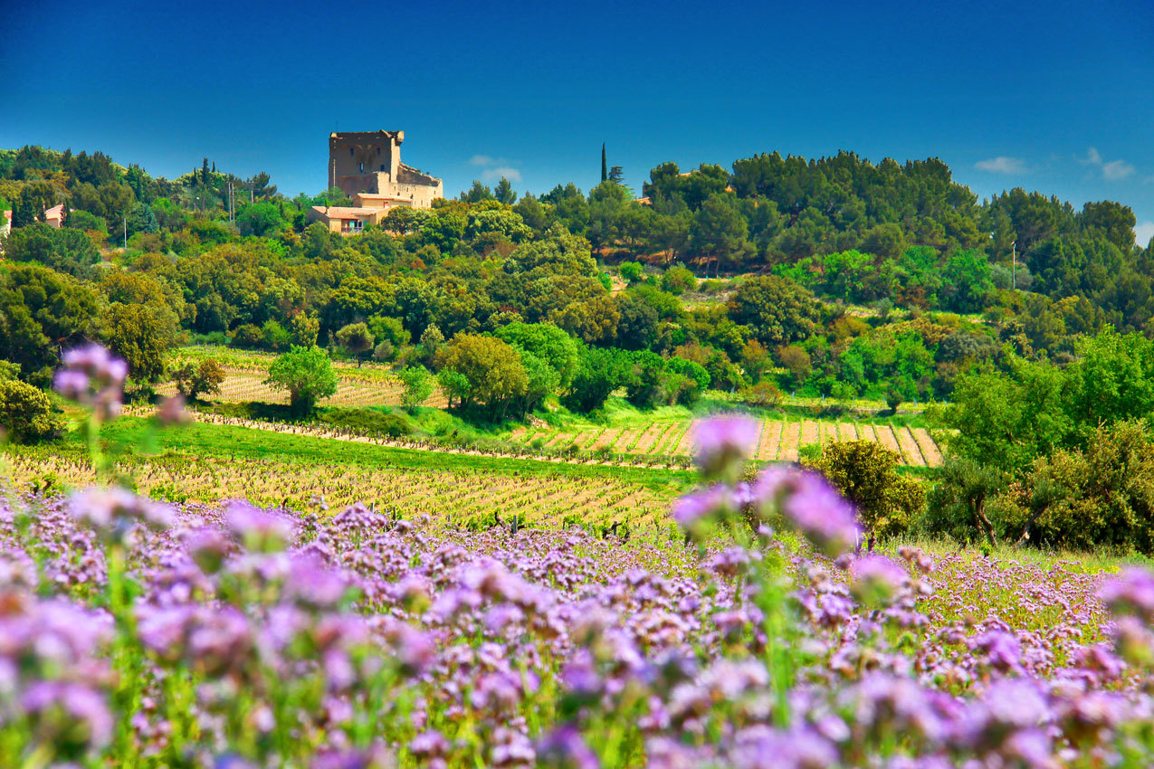 Paysage de Provence