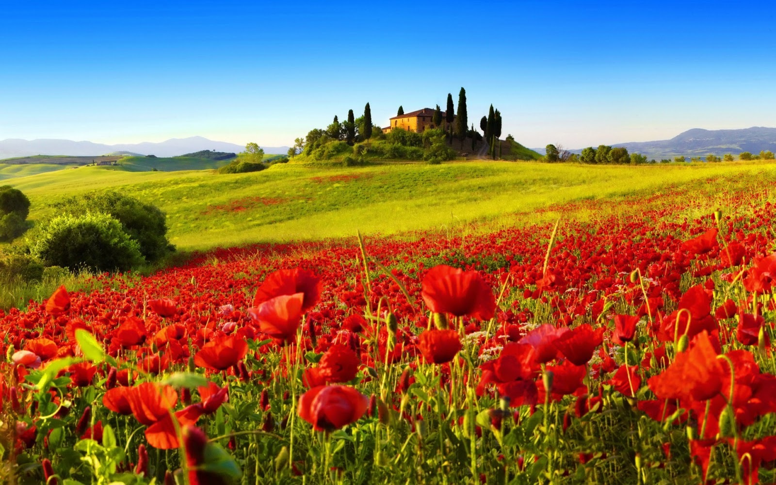 Champs de coquelicots en Toscane Italie