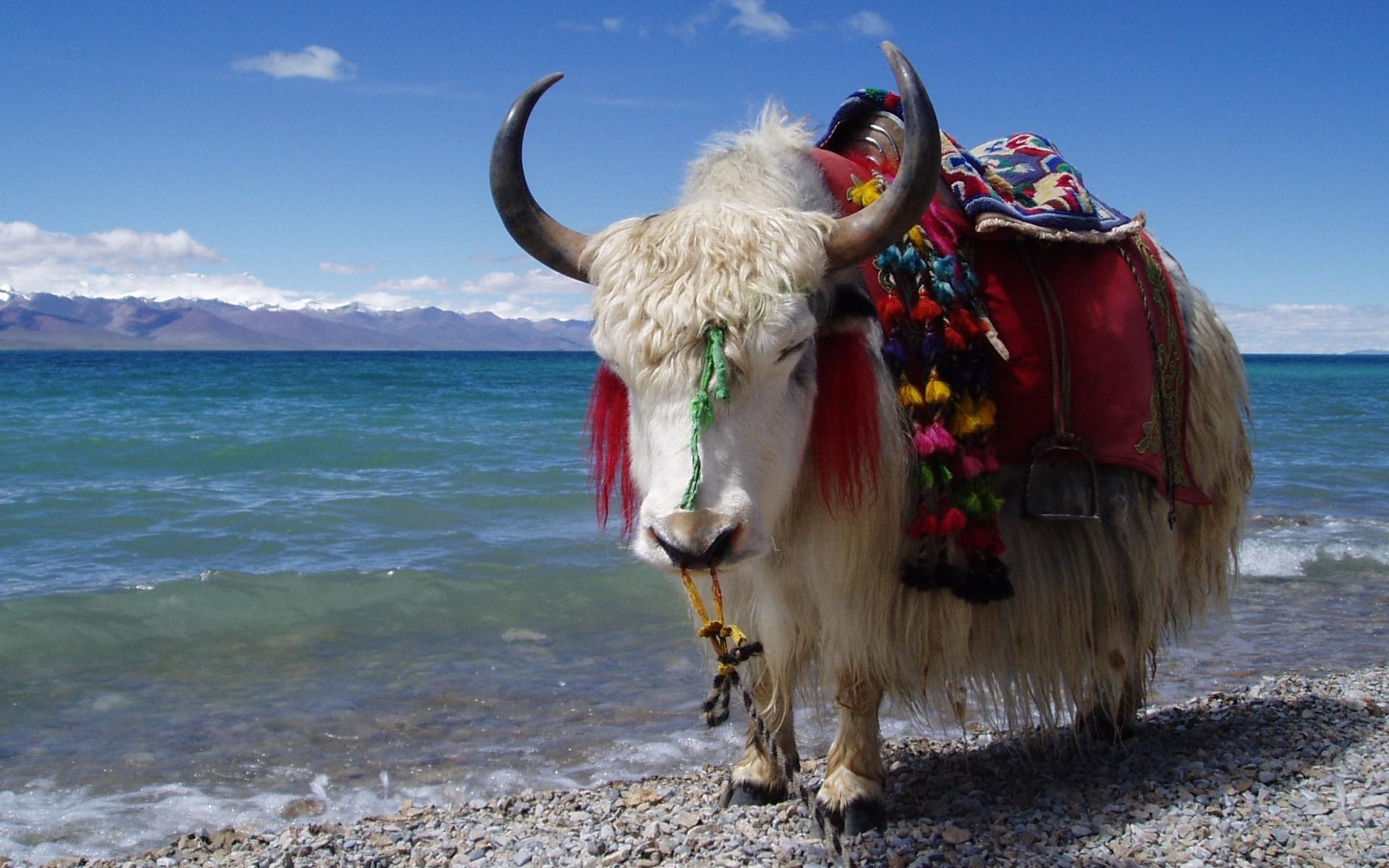 Un Yak Tibet