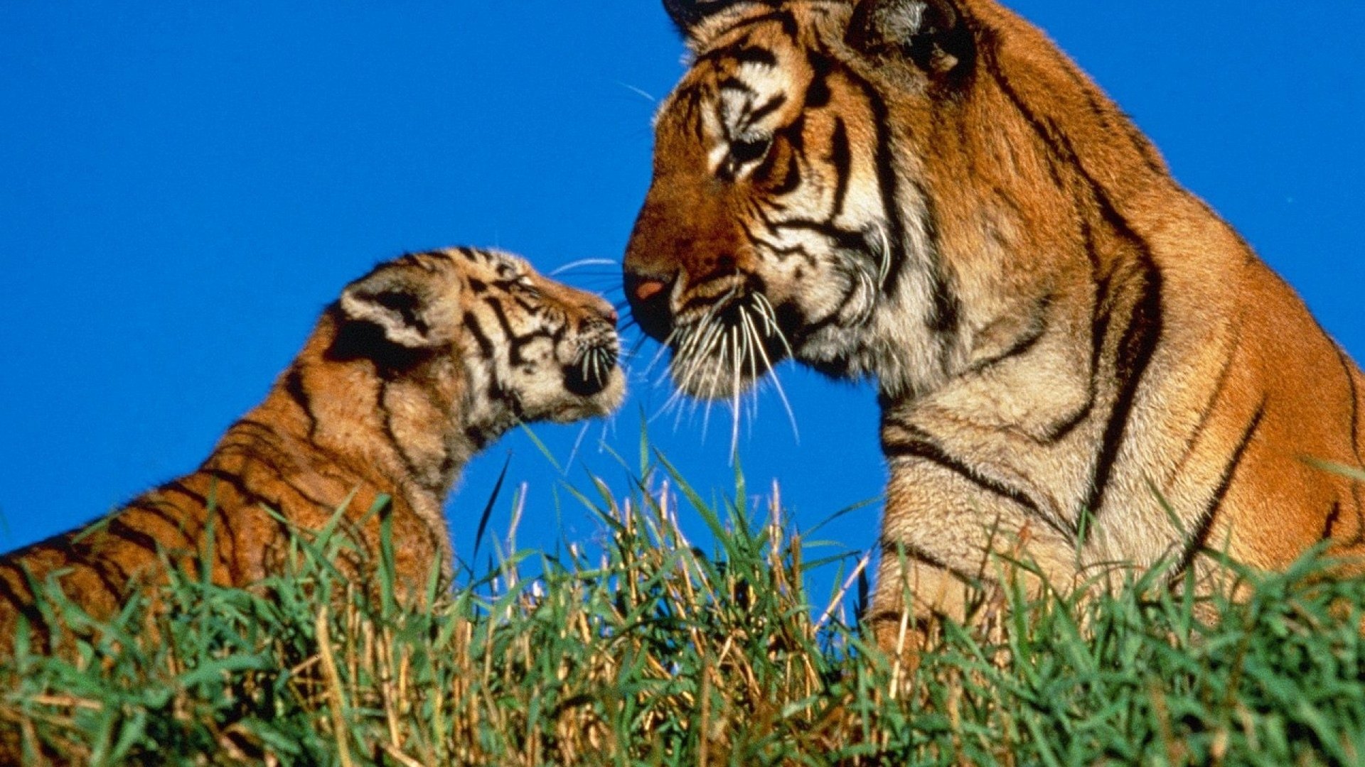 Maman tigre et bébé