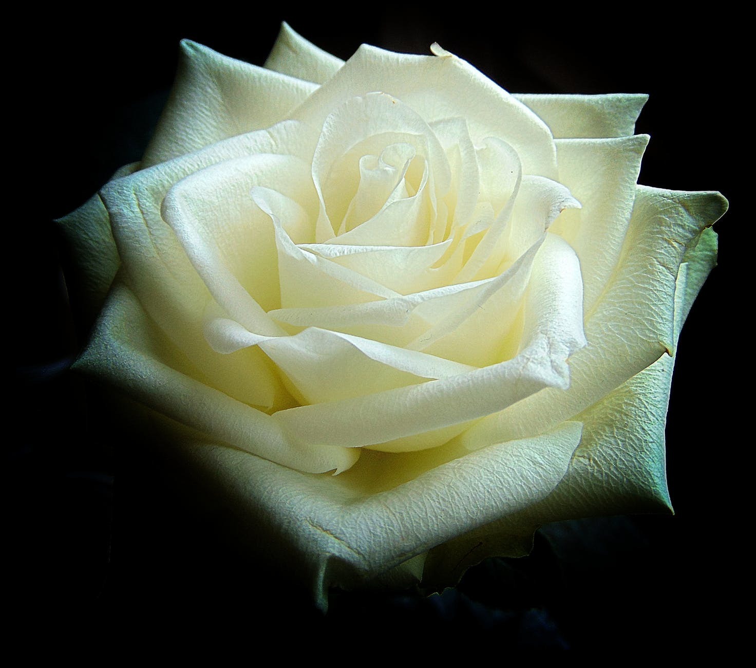 rose-blanche