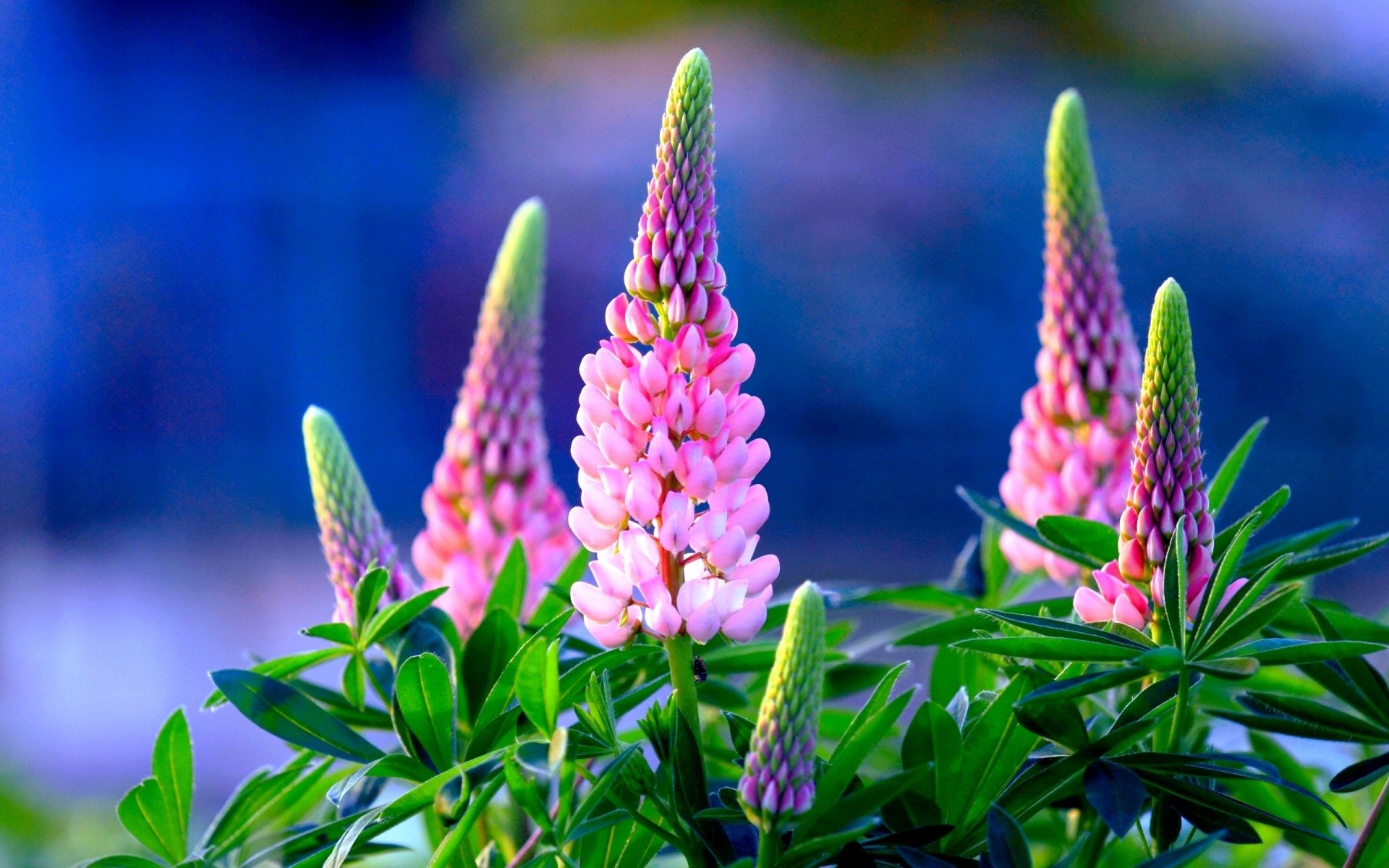 lupins