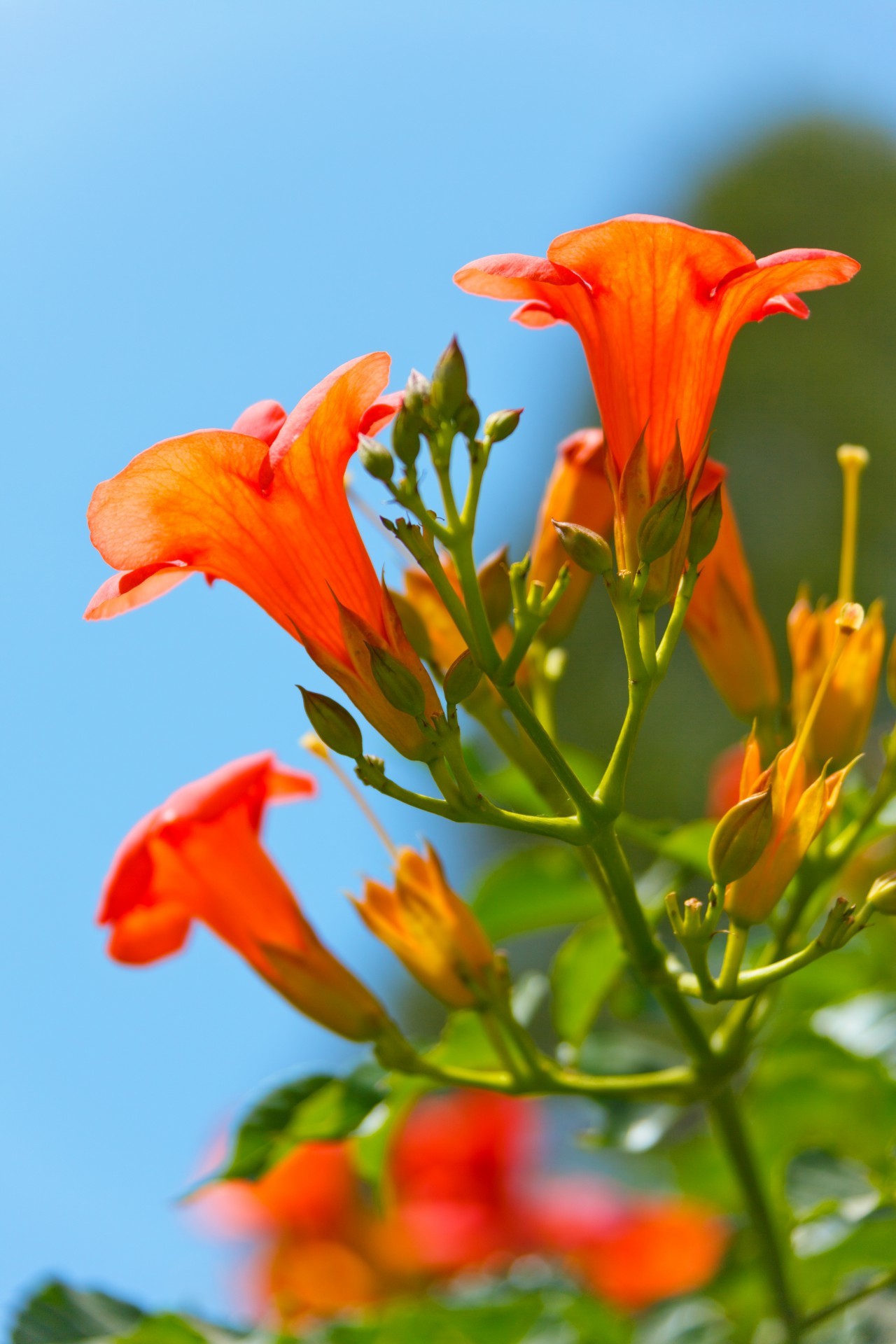 quelques-fleurs